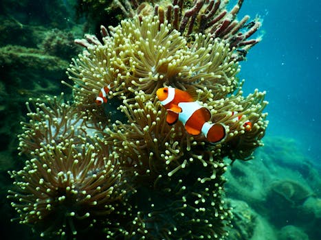 The Brightest Coral Reefs in the Great Barrier Reef