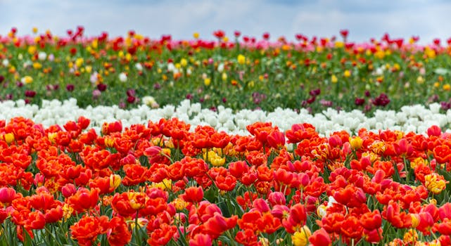 The Most Vibrant Flora in Keukenhof, Netherlands