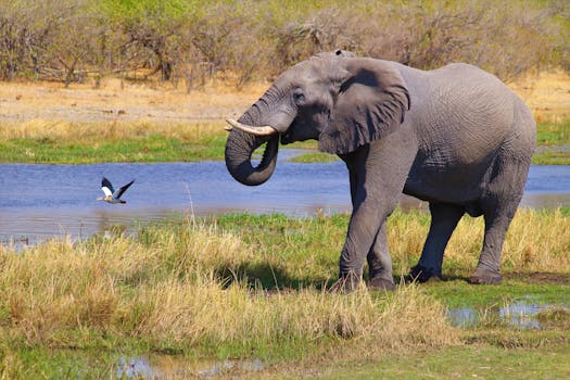 The Ecosystems of Kruger National Park, South Africa