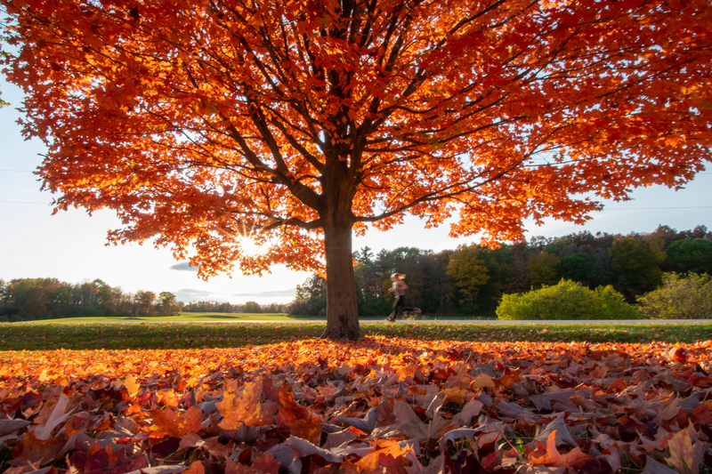 Vibrant Fall Foliage in Vermont, USA